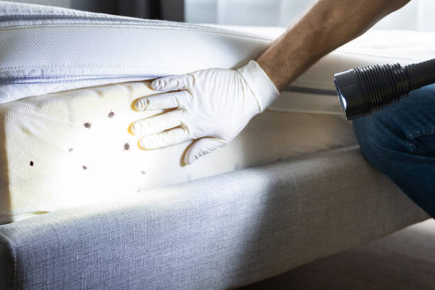 Best Termite Control Services  in West Park, NJ